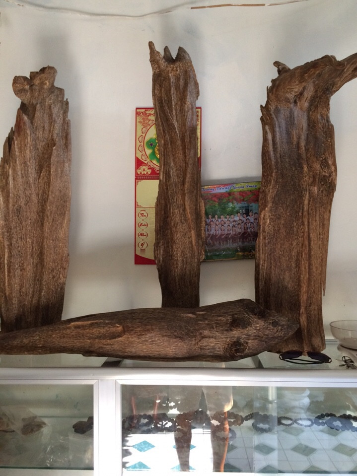 13438886 1806602579626109 7631308711792996176 n