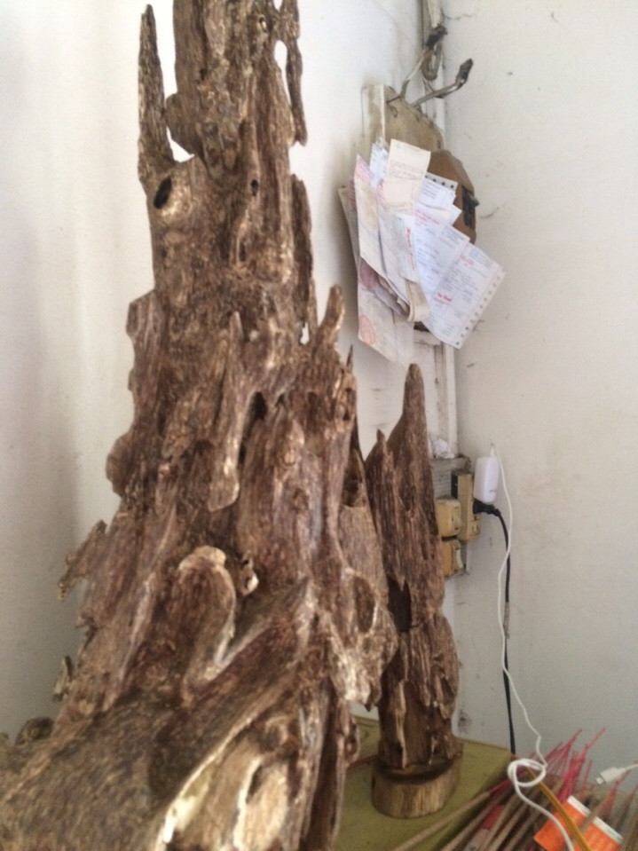 13439157 1806602662959434 2214866697091938478 n