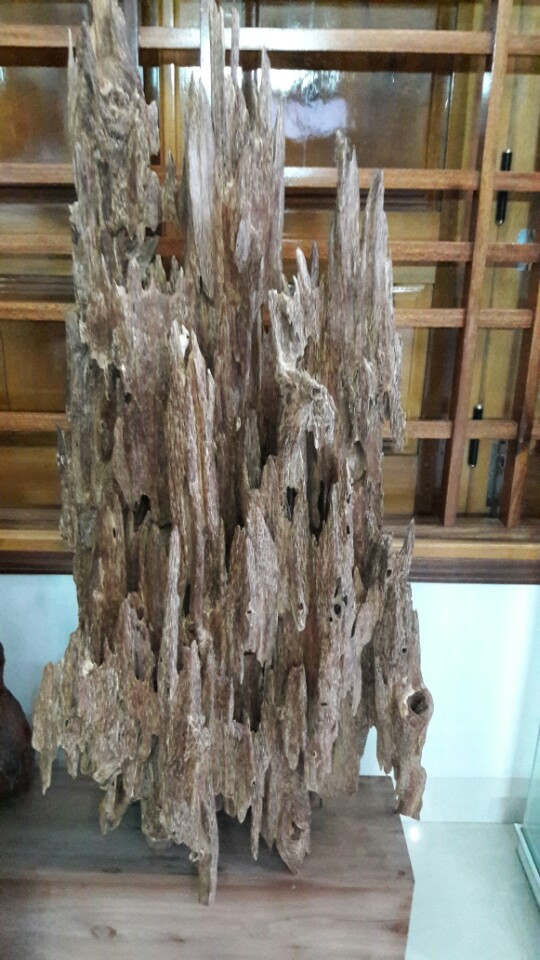 13557658 1806602496292784 7715893693069711534 n