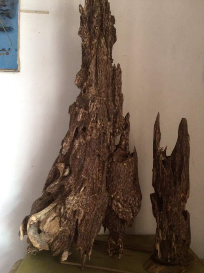 13557688 1806602729626094 4240425833242209765 n