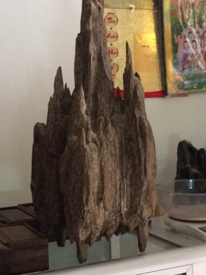 13557756 1806602706292763 4890304878604426778 n