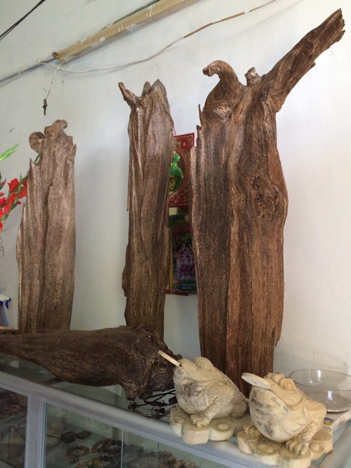 13620118 1806602559626111 5394812107959790584 n