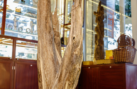 Cây cảnh trầm - 50CTTN4N000