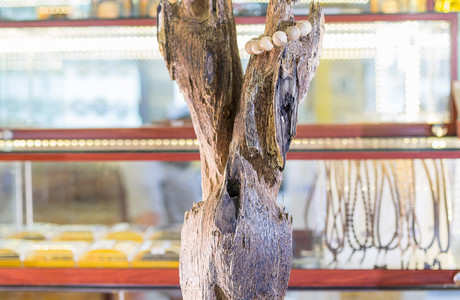 Cây cảnh trầm - 50CCN00